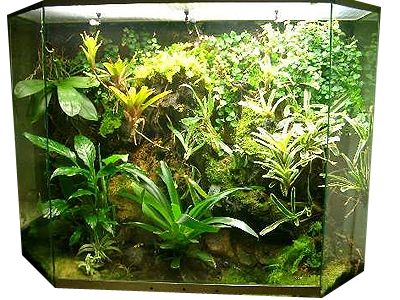 Флорариумы и домашние мини-теплицы Флорариумы и домашние мини-теплицы